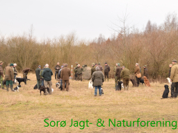 Hundetræning forår 2017